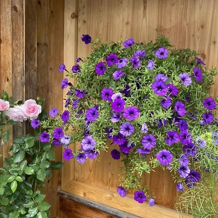 Haus Schartner Aloisia *